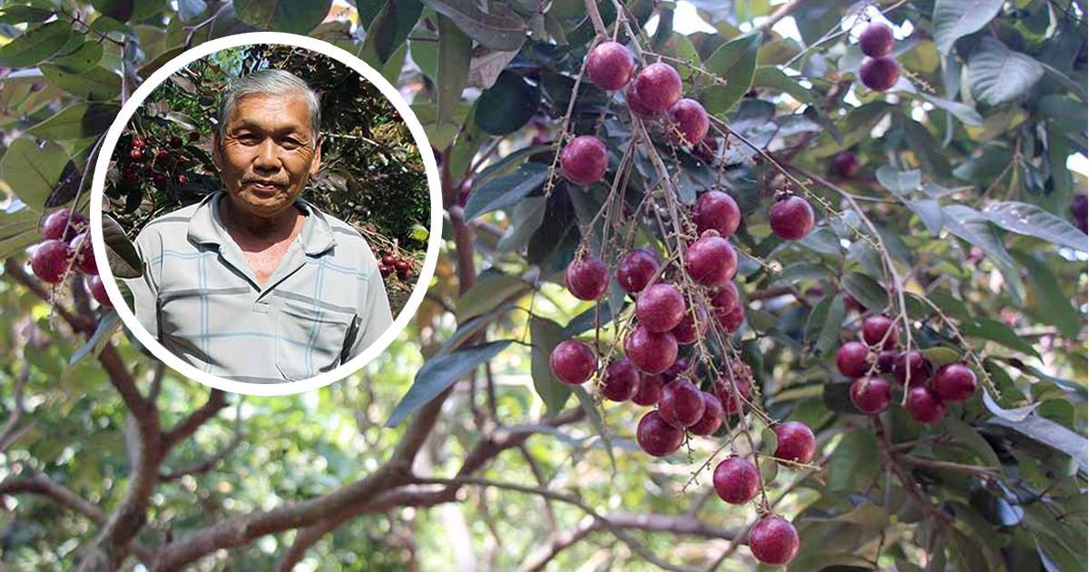 Lão nông từ chối Trung Quốc: Đặc sản độc đáo phải để dân Việt ăn Tết