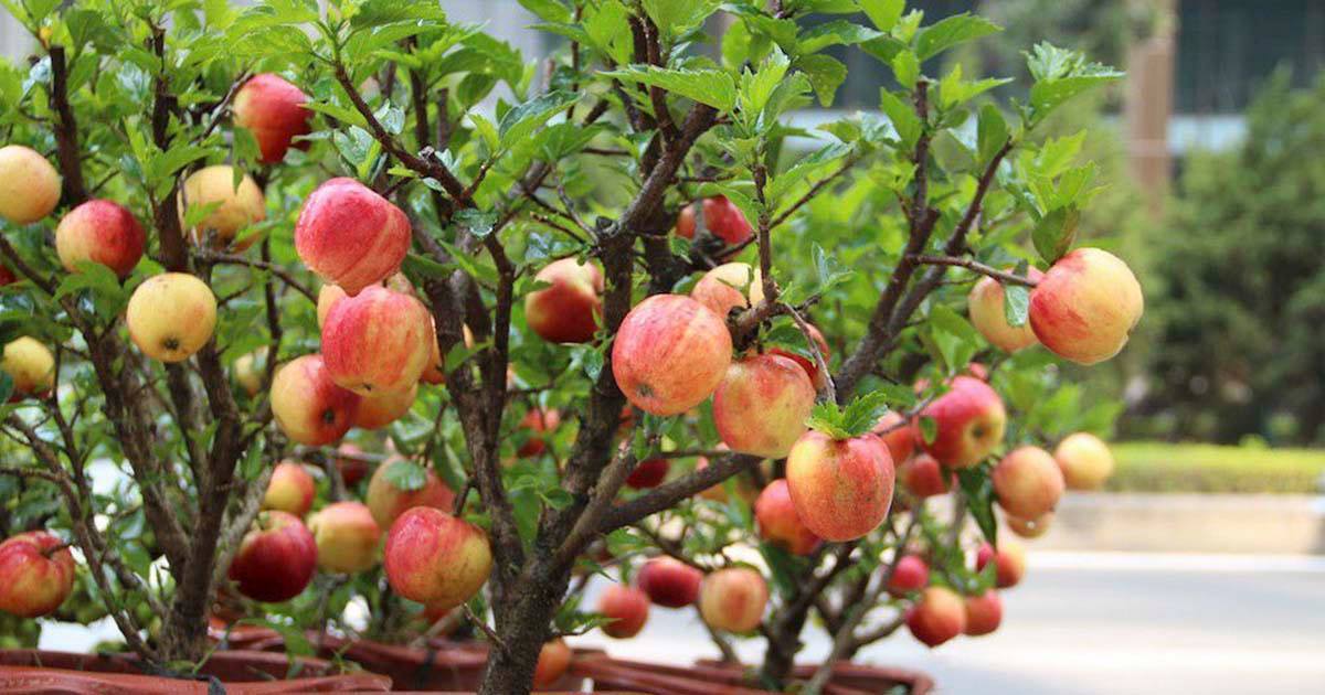 'Siêu phẩm' chỉ người Việt mới nghĩ ra: Táo trĩu quả trên cây dâm bụt