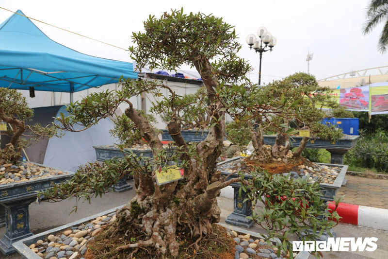Cận cảnh cây đỗ quyên 400 năm tuổi có giá gần 1 tỷ đồng