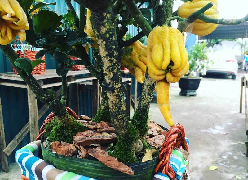 'Bàn tay Phật' độc nhất vô nhị: Đại gia không tiếc tiền rước về thắp hương