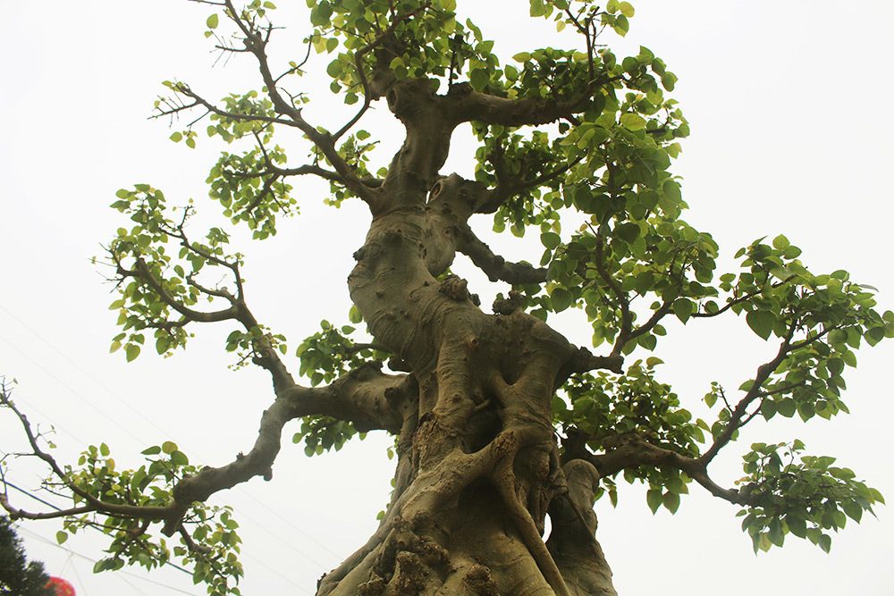 Các cây bồ đề cổ thường có tuổi đời hàng trăm năm