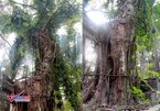 Số phận cây sưa trăm tỷ ở Hà Nội: Quyết định bất ngờ ngay trước Tết