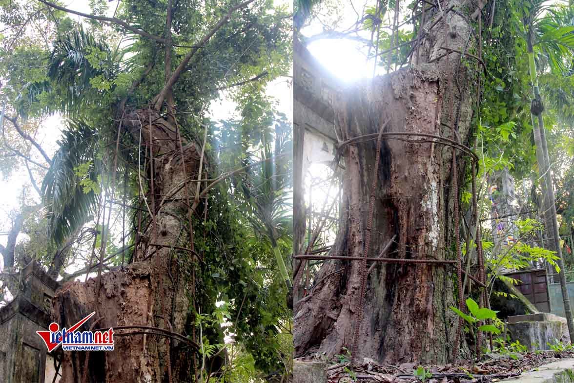 Số phận cây sưa trăm tỷ ở Hà Nội: Quyết định bất ngờ ngay trước Tết