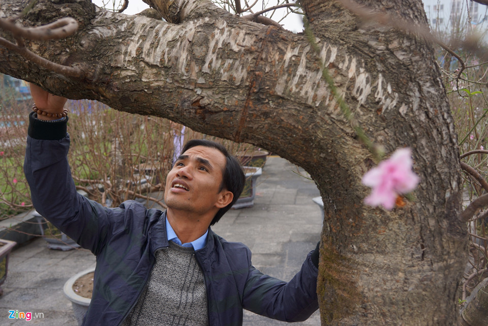 Gốc đào cổ thụ được 'hét' giá 100 triệu ở chợ hoa Tết