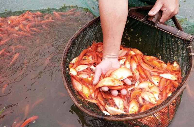 Tất bật chốn 'sản xuất siêu xe' cho ông Công, ông Táo