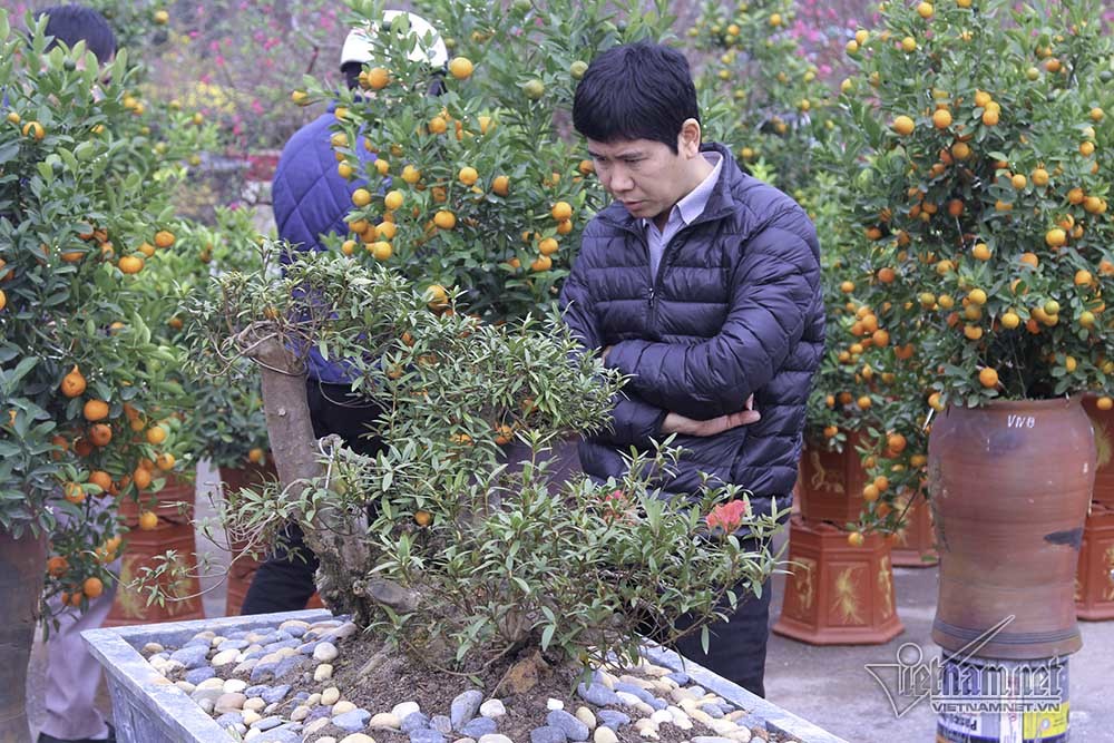 Tuyệt phẩm 'lứa đôi' nghìn bông trưng Tết ngót tỷ mới bán