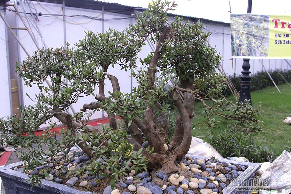Tuyệt phẩm 'lứa đôi' nghìn bông trưng Tết ngót tỷ mới bán