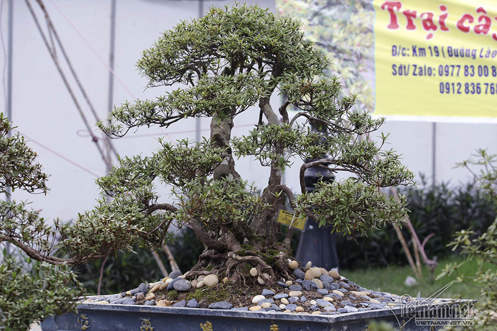 Tuyệt phẩm 'lứa đôi' nghìn bông trưng Tết ngót tỷ mới bán
