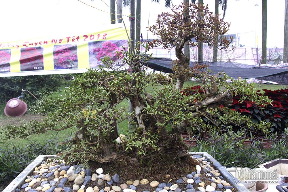 Tuyệt phẩm 'lứa đôi' nghìn bông trưng Tết ngót tỷ mới bán
