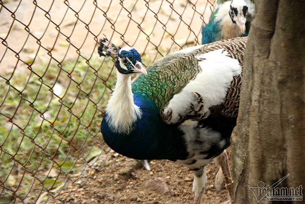 Nhà giàu mua công ngũ sắc, phượng hoàng lửa 40 triệu đồng chơi Tết