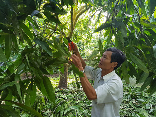 Lão nông miền Tây trồng xoài bán cho nguyên thủ