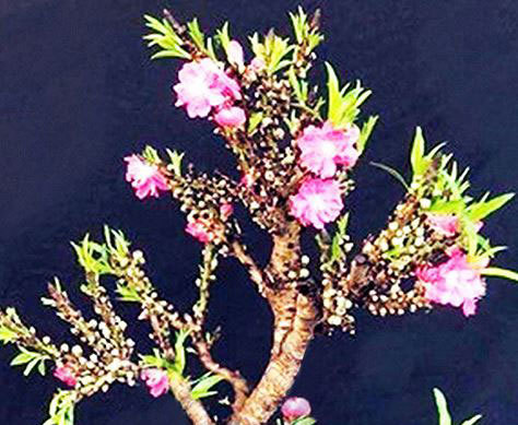 Mua đào Trung Quốc 'đội lốt' thất thốn, mất oan tiền triệu