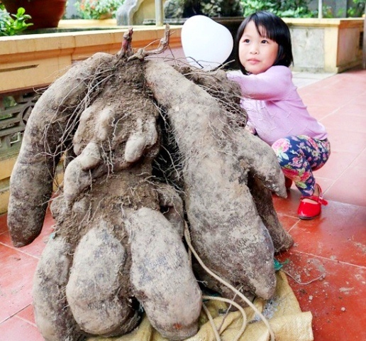 Nghệ An: Dân ùn ùn kéo đi xem củ khoai vạc rồng 'khổng lồ'