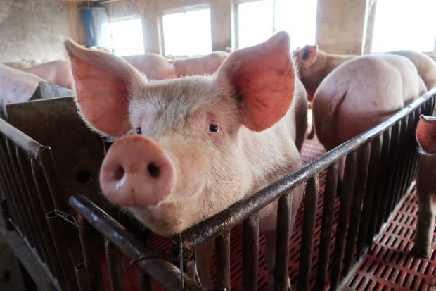 Tết nguyên đán thiếu thịt lợn, giá tăng mạnh suốt năm 2020