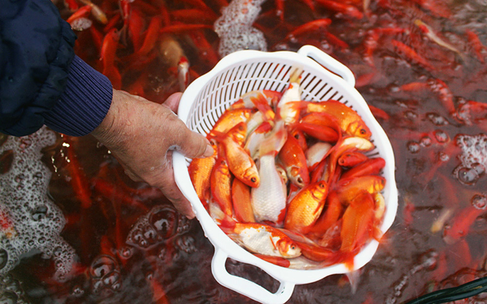 Khu chợ đặc biệt, mỗi năm 1 lần bán loài cá đỏ rực ở Hà Nội