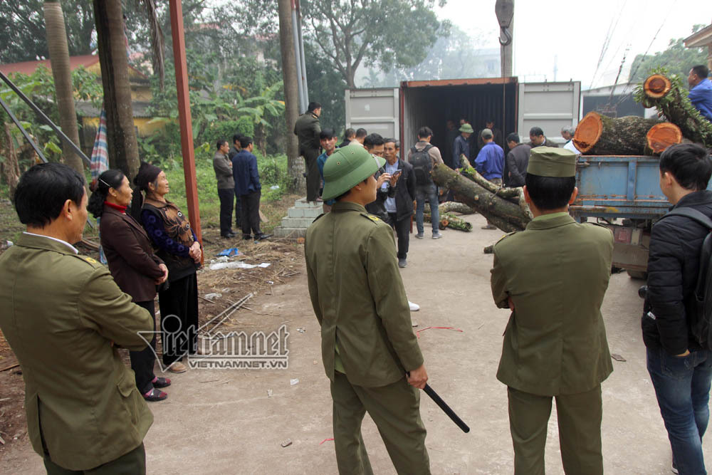 Container gỗ sưa trăm tỷ giữa làng, hàng chục người ngày đêm canh giữ