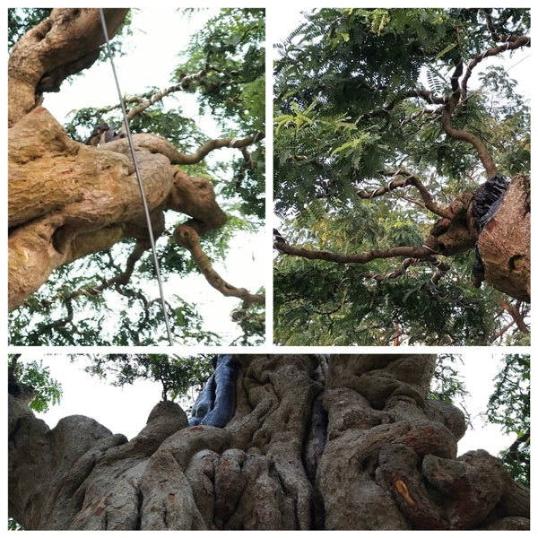 Cây me cổ thụ 300 tuổi, 'hét giá' 2 tỷ ở Hội hoa xuân Sài Gòn