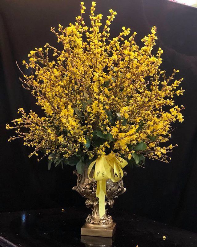 Hoa mai tàn mà không rụng giá tiền triệu khiến dân thủ đô tò mòv