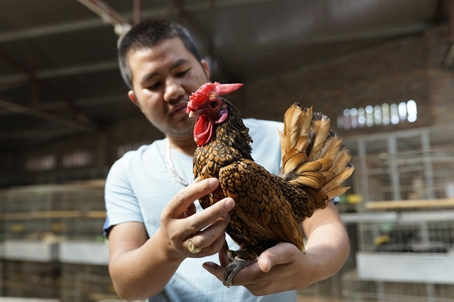 Xếp hàng' cả tháng mua gà may mắn giá gần chục triệu làm quà biếu tết