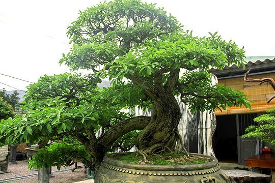 Ngắm vườn bonsai 'cực chất' giá trăm tỷ đồng ở Bình Định