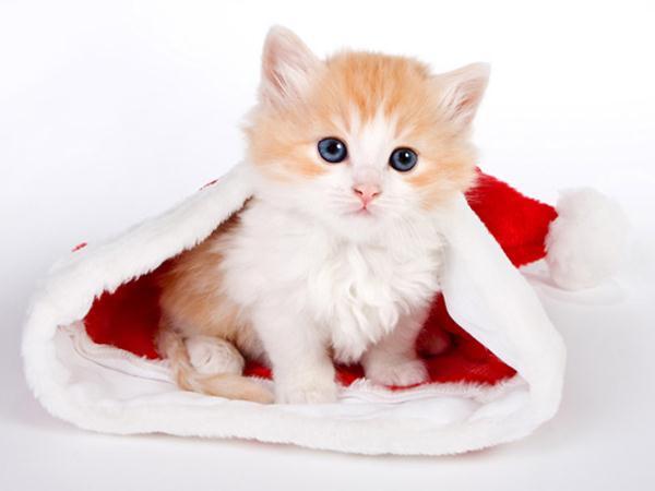 Vận mệnh người tuổi Mão năm 2019