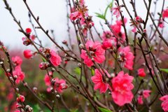 Thiếu tiền sắm Tết, nàng dâu bật khóc chiều cuối năm