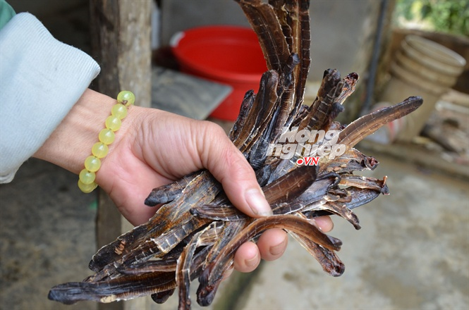  Săn giun 'khổng lồ': Mổ ruột, sấy khô bán sang Trung Quốc (+video) Giun-dat-10