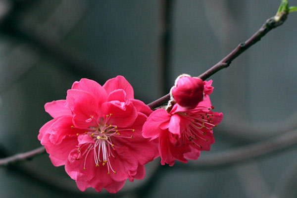 Lời chúc Tết 2019 bằng thơ độc đáo và ý nghĩa