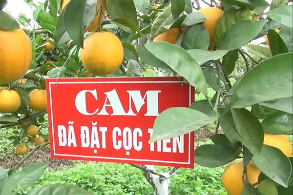 Cam 'tiến Vua' 100 ngàn/quả: Khắp Thành Vinh có tiền mua không nổi