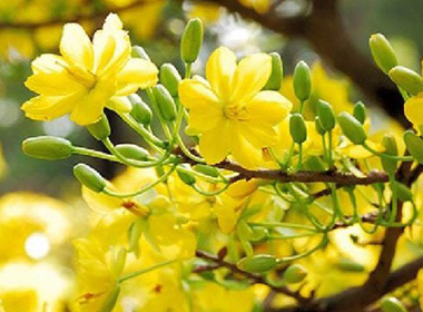VỀ QUA LỐI XƯA