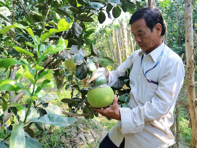 Độc chiêu 'lên đời' trái cây: Lão nông chơi hàng độc dị thu tiền tỷ