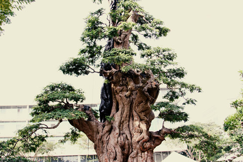 Cây me 200 năm tuổi bán giá 2 tỷ ở Sài Gòn