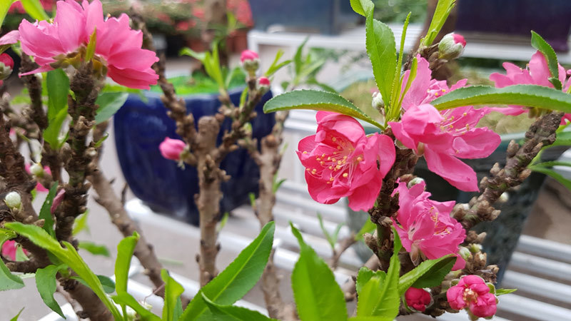 Những điều cần biết khi đón năm mới 2019