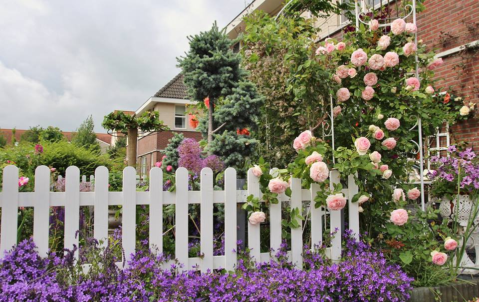 Ngắm khu vườn rực rỡ sắc hoa của mẹ Việt ở Hà Lan