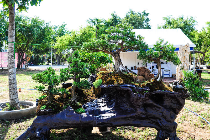 Cây bonsai có giá gần 5 tỷ đồng tại Long An