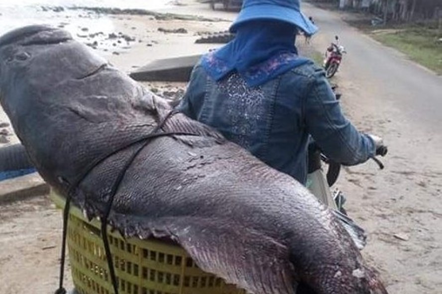 Con cá mú 'có 1 không 2': Của hiếm trời ban