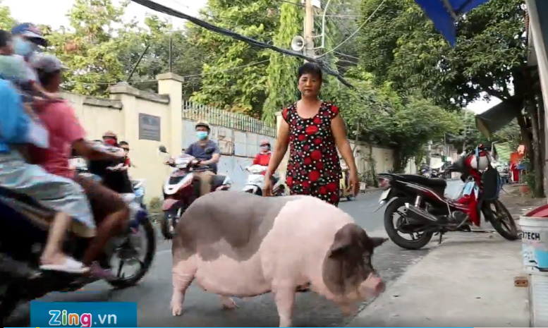 Chú heo 150 kg ở Sài Gòn sống chung với chủ như thú cưng