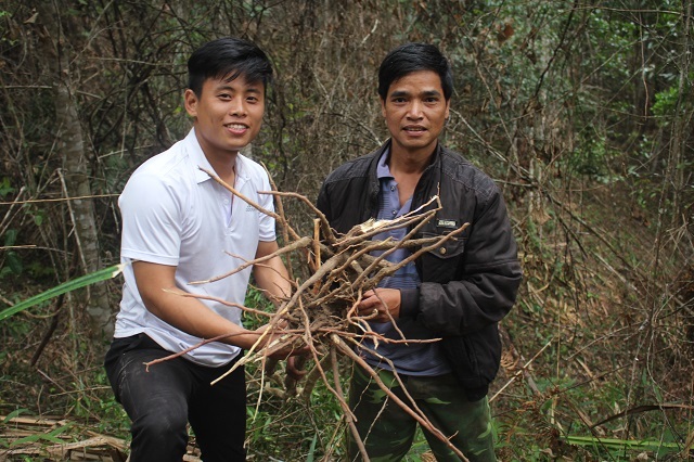 Xuyên rừng đào củ sâm khoẻ, uống ai cũng mê