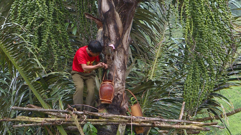 Cực lạ Gia Lai: Loài cây trực tiếp cho rượu 'vạn người mê'