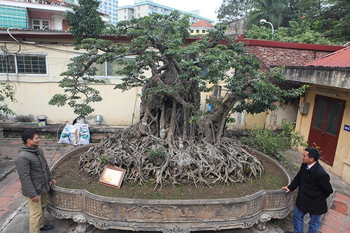 Hai cây sanh 'khủng' của doanh nhân bí ẩn ở Hà Nội