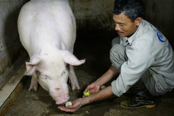 Kỳ lạ ngôi làng 'quý lợn khác thường', ngày ăn cháo trắng tối ngủ mắc màn