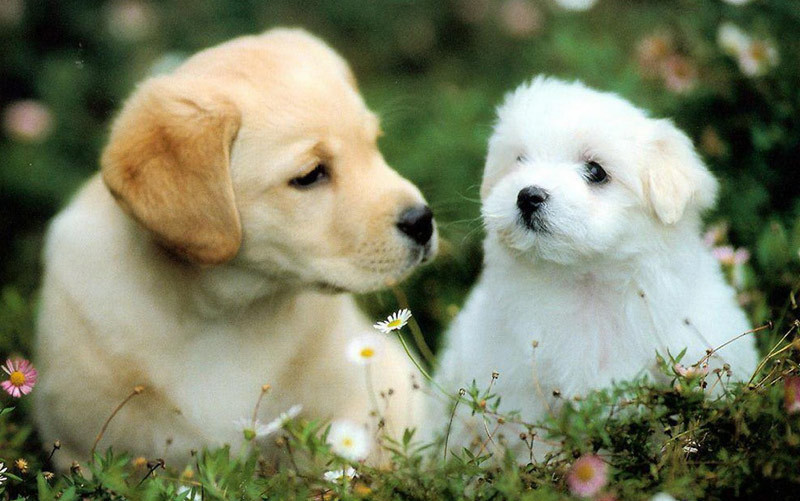 Get to know the cutest dog golden retriever breed and their lovable personalities