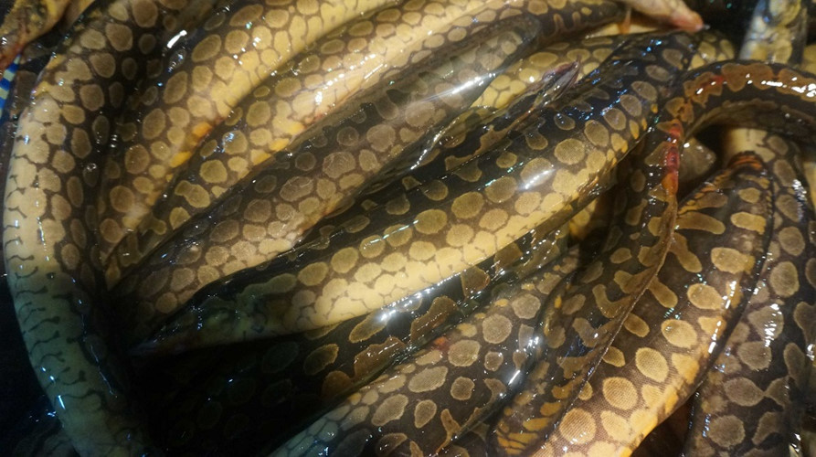 Loài cá đặc sản nức tiếng Tây Nam Bộ trông như rắn thịt cực ngon