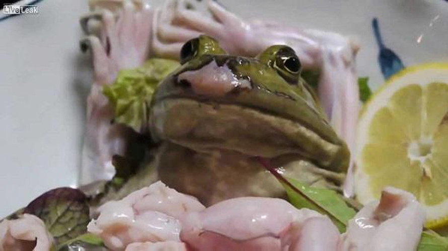 Sashimi ếch và sinh tố ếch sống thách thức sự can đảm của thực khách Ech-song-4