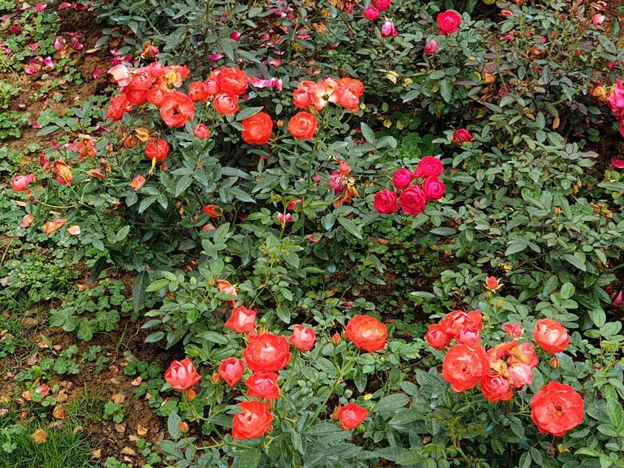 Chiêm ngưỡng vườn hồng ngàn người mê tại Ba Vì