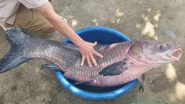 Bắt được cá trắm 'khủng' nặng 33kg, dài gần 1m hiếm có Ca-tram-den-2