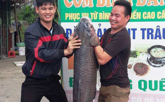 Bắt được cá trắm 'khủng' nặng 33kg, dài gần 1m hiếm có