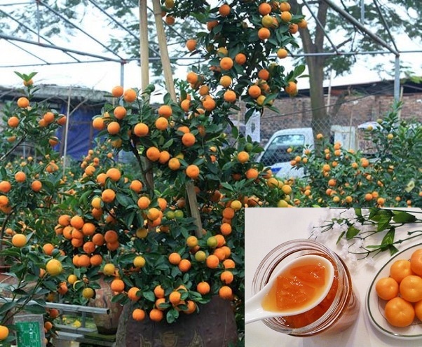 Dùng quất cảnh chơi Tết làm thuốc trị ho cho con độc hại khó lường