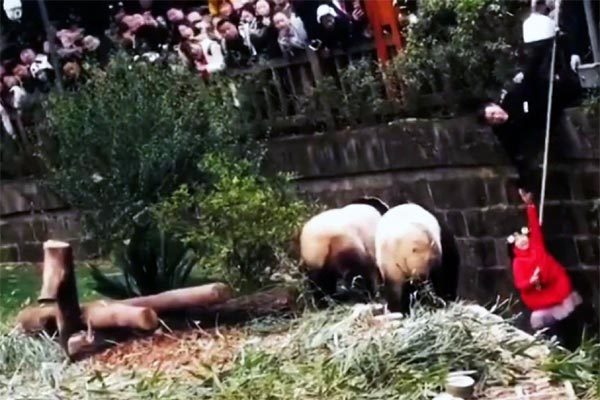 Nghẹt thở xem giải cứu bé gái ngã vào chuồng gấu trúc