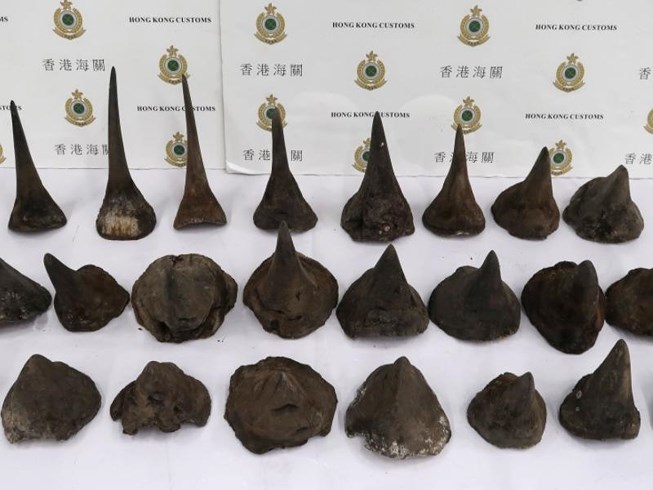 Lộ vụ 24 mảnh sừng tê giác giá 1 triệu USD về Việt Nam